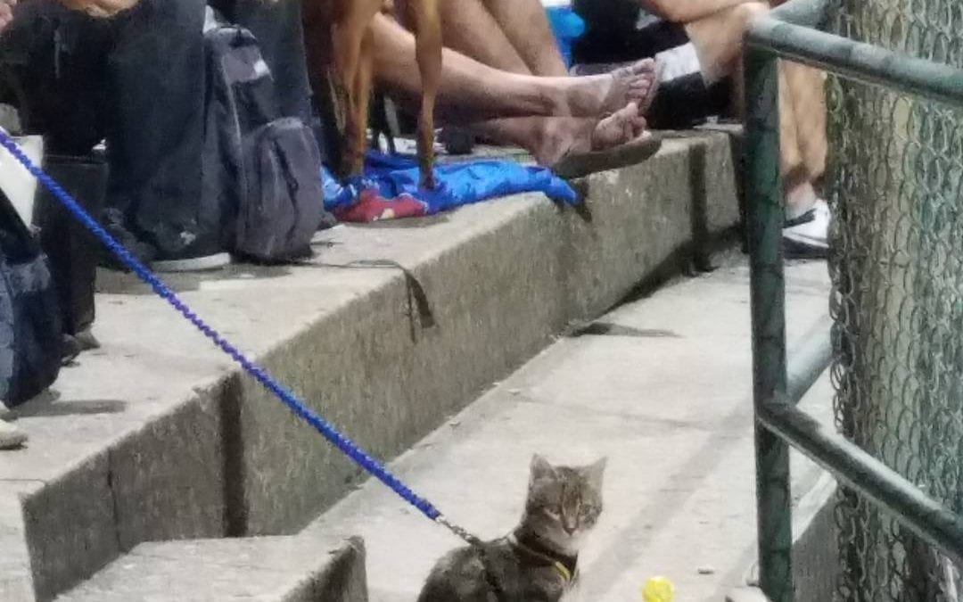 Movie Poster Monday, Pt. 2a; or, The Six Million Dollar . . .